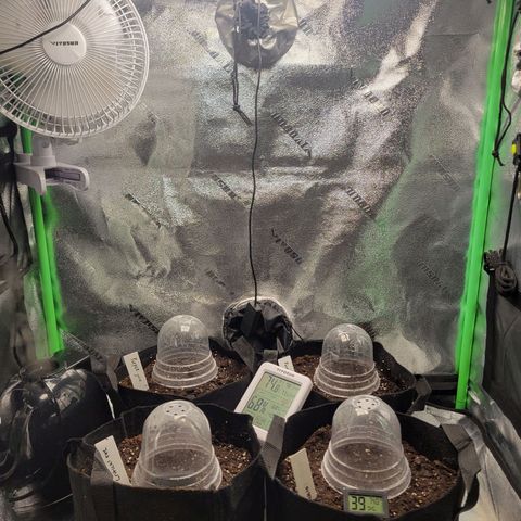 BCN Critical XXL Autoflower growlog photo: Seed moved to Pot