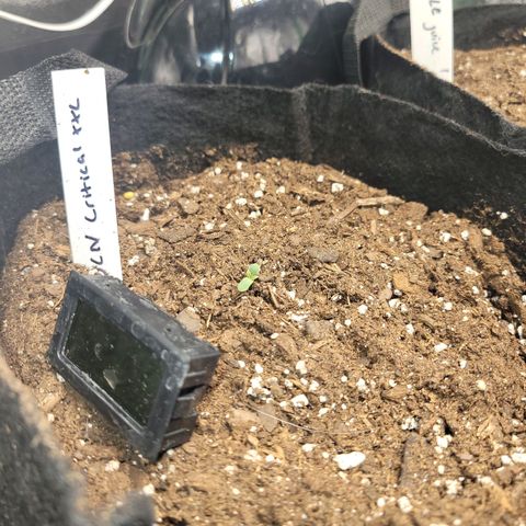 BCN Critical XXL Autoflower growlog timeline photo