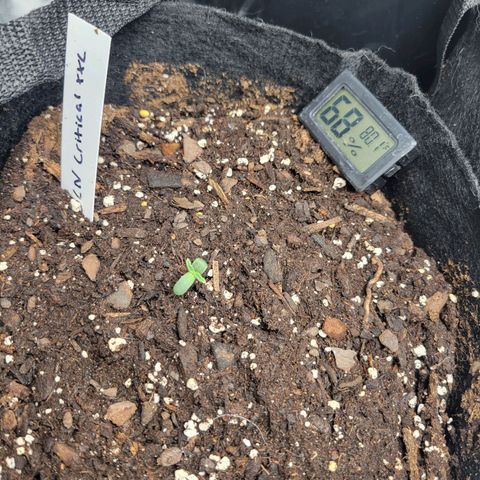 BCN Critical XXL Autoflower growlog timeline photo