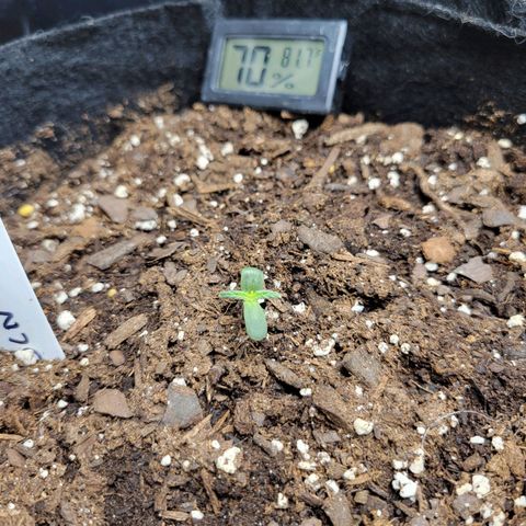 BCN Critical XXL Autoflower growlog timeline photo
