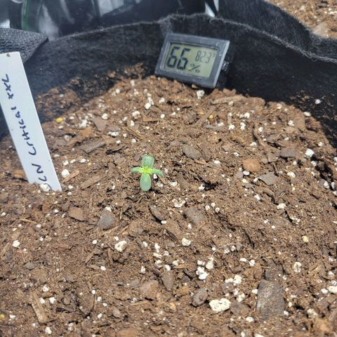 BCN Critical XXL Autoflower growlog timeline photo