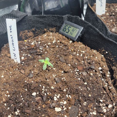 BCN Critical XXL Autoflower growlog timeline photo