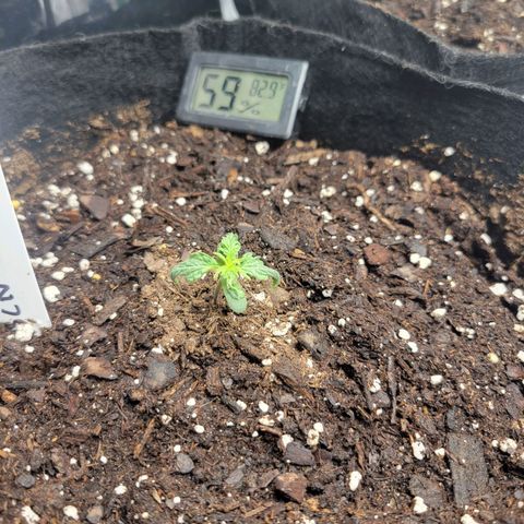BCN Critical XXL Autoflower growlog timeline photo