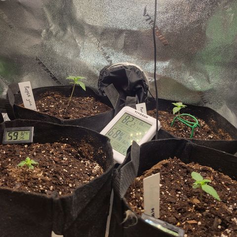 BCN Critical XXL Autoflower growlog timeline photo