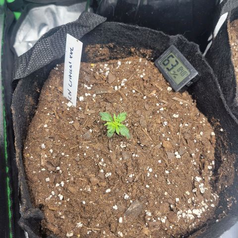 BCN Critical XXL Autoflower growlog timeline photo