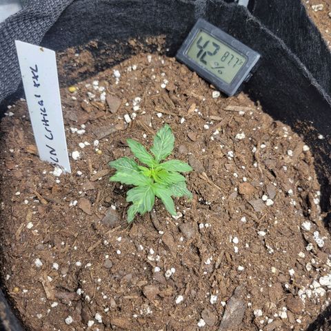 BCN Critical XXL Autoflower growlog timeline photo