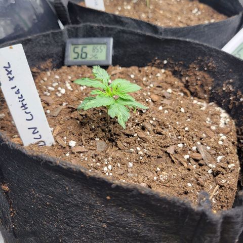 BCN Critical XXL Autoflower growlog timeline photo