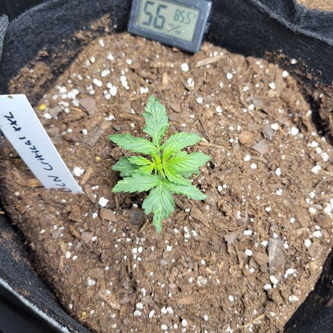 BCN Critical XXL Autoflower growlog timeline photo