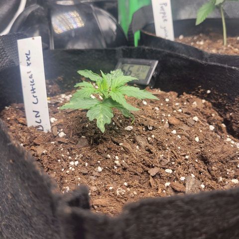 BCN Critical XXL Autoflower growlog timeline photo