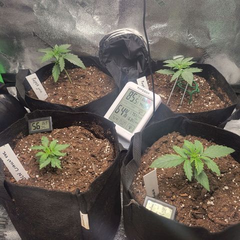 BCN Critical XXL Autoflower growlog timeline photo