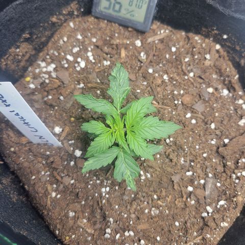 BCN Critical XXL Autoflower growlog timeline photo