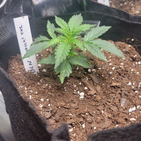 BCN Critical XXL Autoflower growlog timeline photo