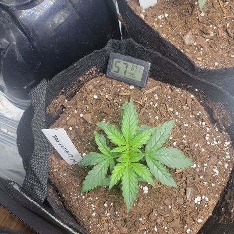 BCN Critical XXL Autoflower growlog timeline photo
