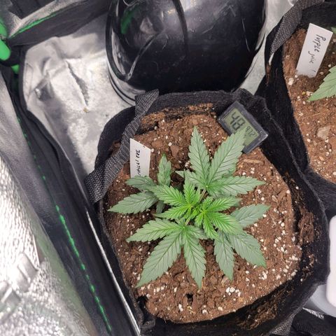 BCN Critical XXL Autoflower growlog timeline photo