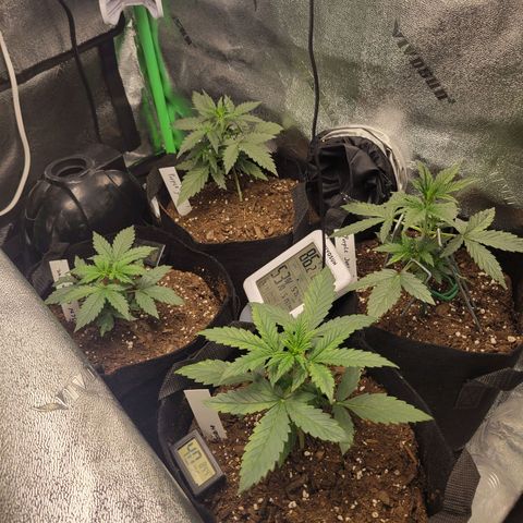 BCN Critical XXL Autoflower growlog timeline photo