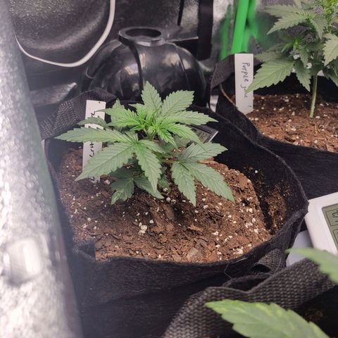 BCN Critical XXL Autoflower growlog timeline photo