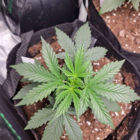 BCN Critical XXL Autoflower growlog timeline photo