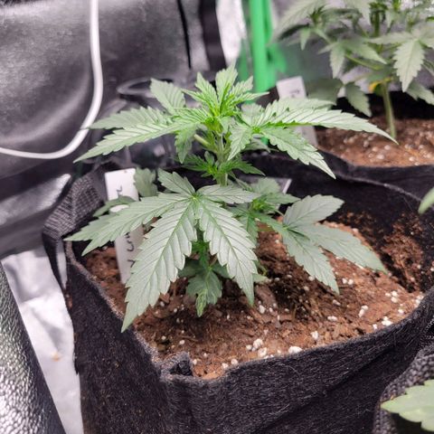 BCN Critical XXL Autoflower growlog timeline photo