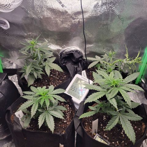 BCN Critical XXL Autoflower growlog timeline photo