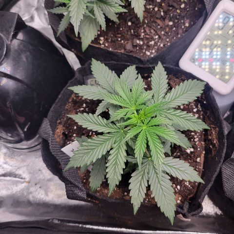 BCN Critical XXL Autoflower growlog timeline photo