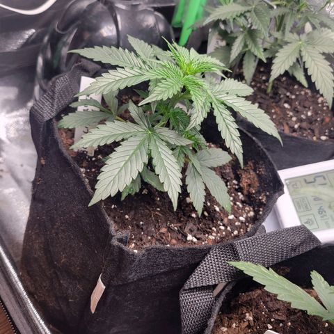 BCN Critical XXL Autoflower growlog timeline photo