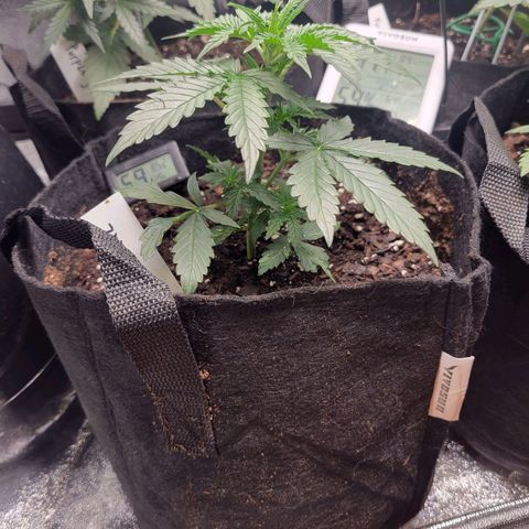 BCN Critical XXL Autoflower growlog timeline photo