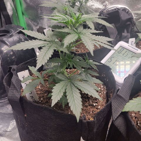 BCN Critical XXL Autoflower growlog timeline photo