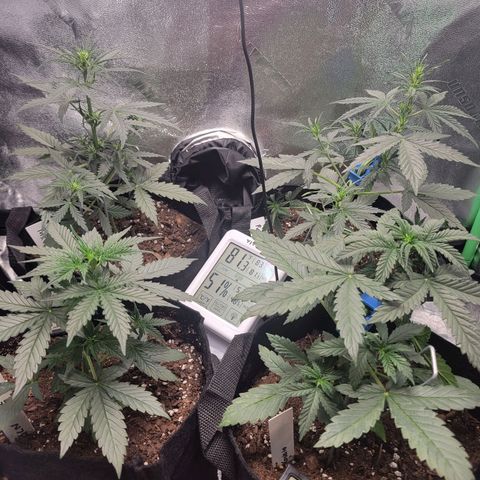 BCN Critical XXL Autoflower growlog timeline photo