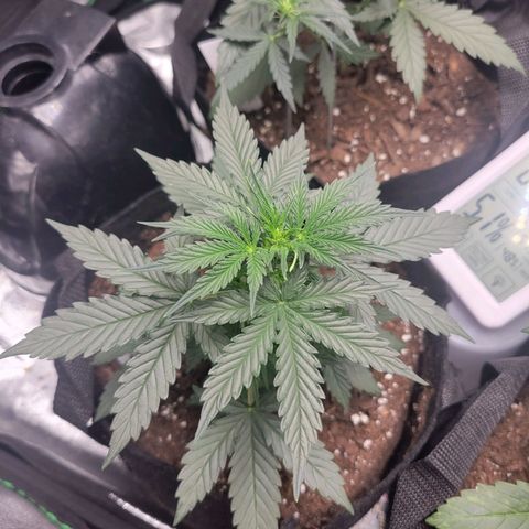 BCN Critical XXL Autoflower growlog timeline photo