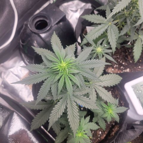 BCN Critical XXL Autoflower growlog timeline photo