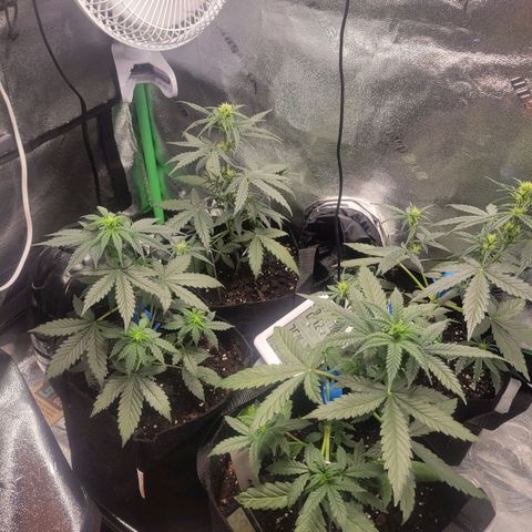 BCN Critical XXL Autoflower growlog timeline photo
