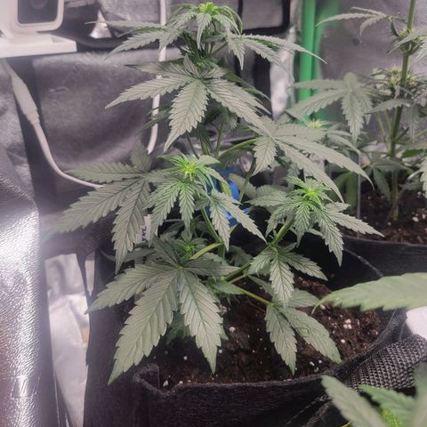 BCN Critical XXL Autoflower growlog timeline photo
