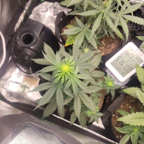 BCN Critical XXL Autoflower growlog timeline photo