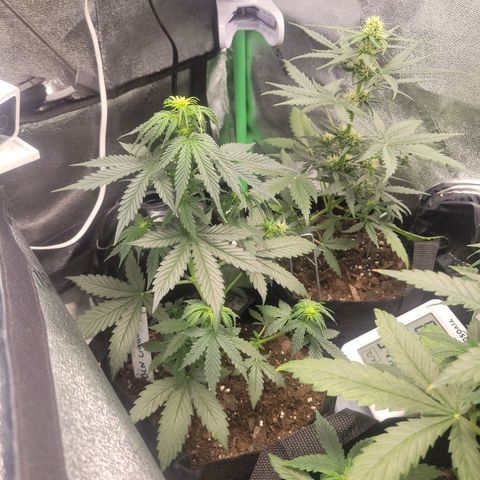 BCN Critical XXL Autoflower growlog timeline photo