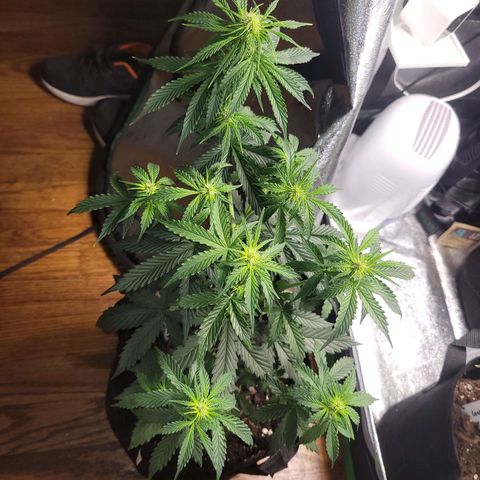 BCN Critical XXL Autoflower growlog timeline photo