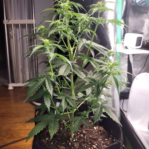 BCN Critical XXL Autoflower growlog timeline photo