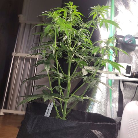 BCN Critical XXL Autoflower growlog timeline photo