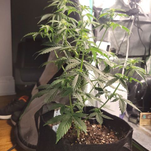 BCN Critical XXL Autoflower growlog timeline photo