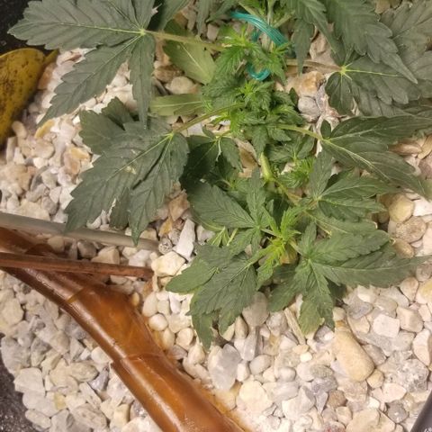 Gelato  growlog timeline photo