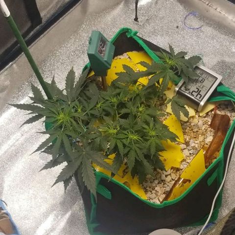 Gelato  growlog timeline photo