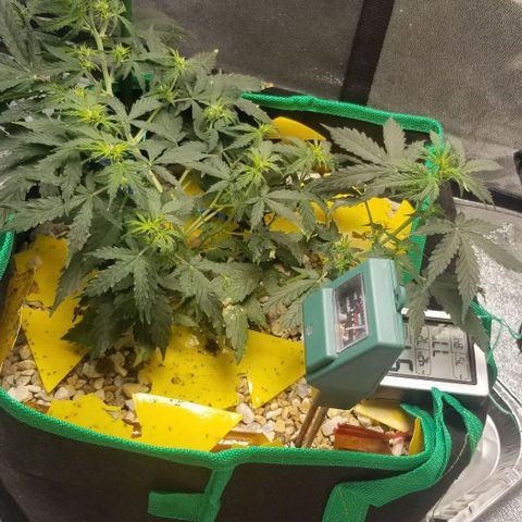 Gelato  growlog timeline photo