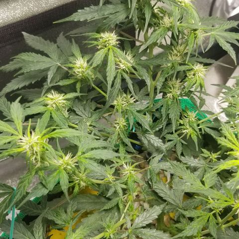 Gelato  growlog timeline photo