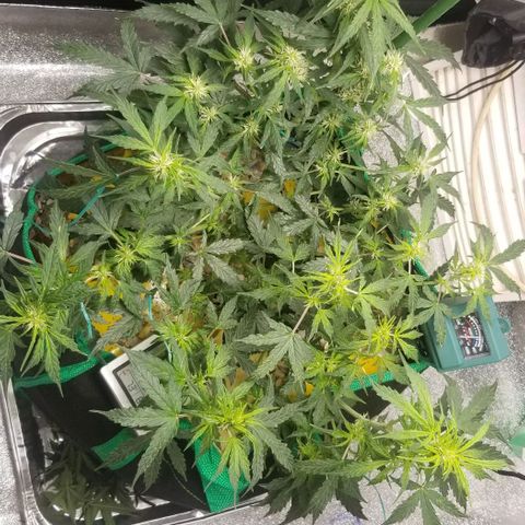 Gelato  growlog timeline photo