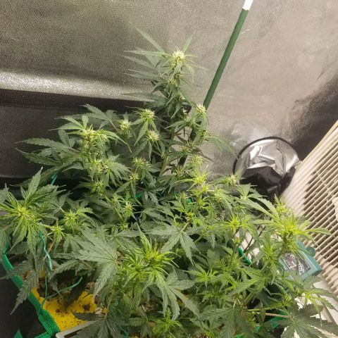 Gelato  growlog timeline photo
