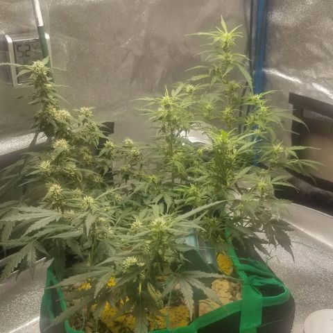 Gelato  growlog timeline photo