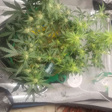 Gelato  growlog timeline photo
