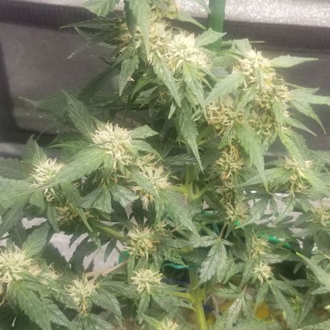 Gelato  growlog timeline photo