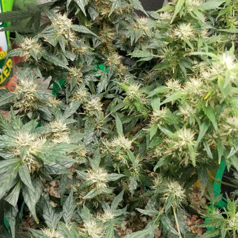 Gelato  growlog timeline photo