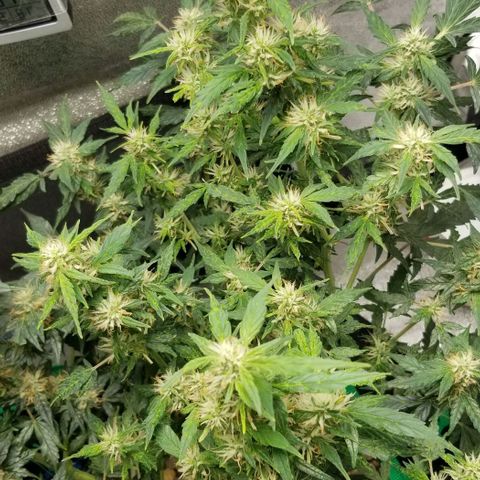 Gelato  growlog timeline photo