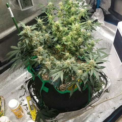 Gelato  growlog timeline photo